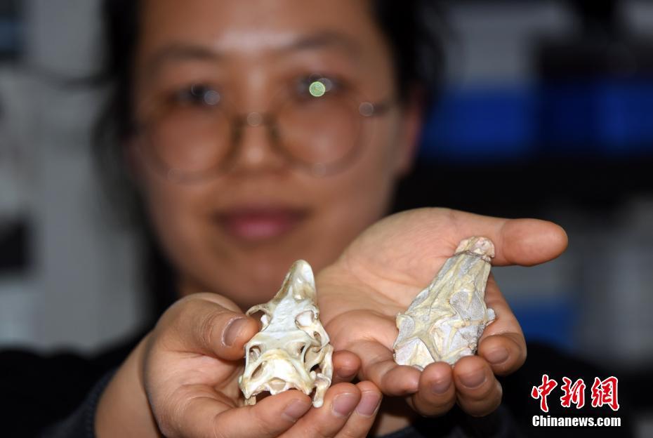 China: pesquisadores encontram fósseis de lagartos gigantes de 52 milhões de anos
