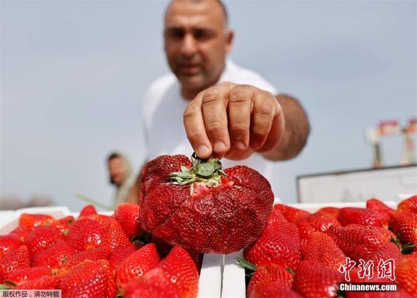 Israel: agricultor cultiva morango mais pesado do mundo, com 289g de peso