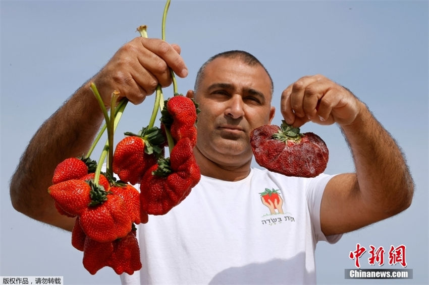 Israel: agricultor cultiva morango mais pesado do mundo, com 289g de peso