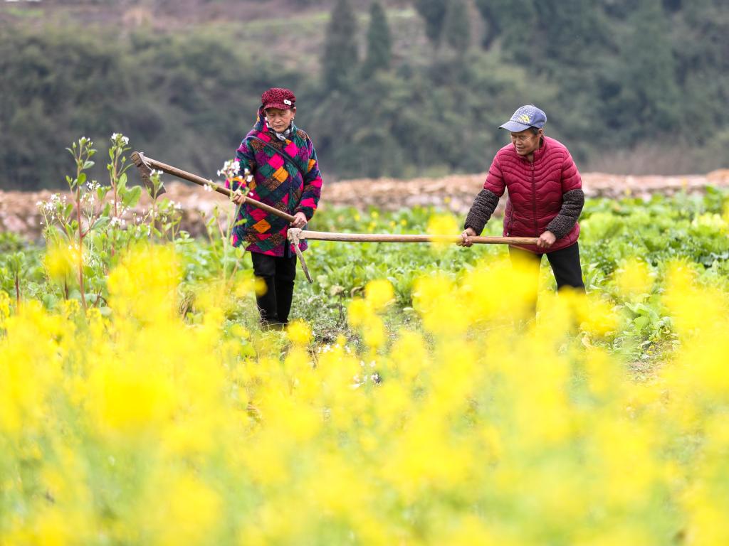 Plantio da primavera avança a bom ritmo na China