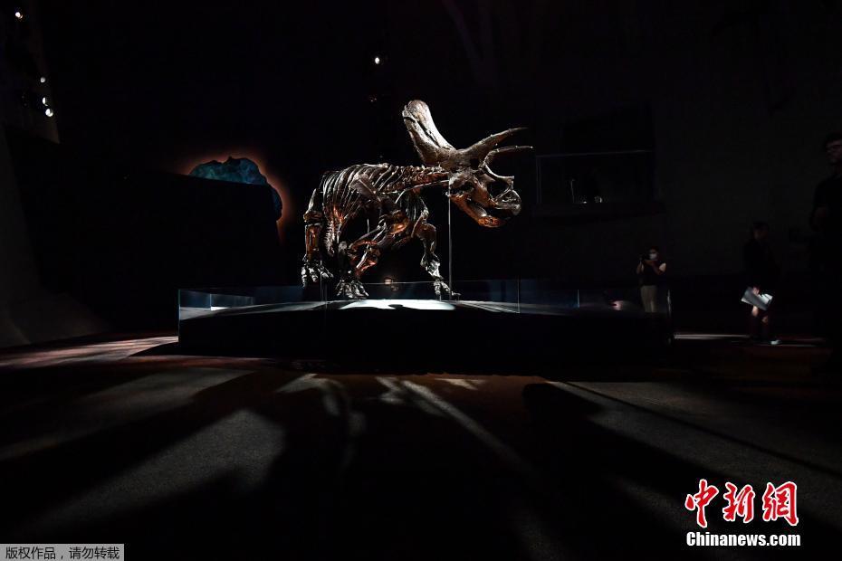 Galeria: fóssil de Triceratops mais completo do mundo é exibido em Melbourne