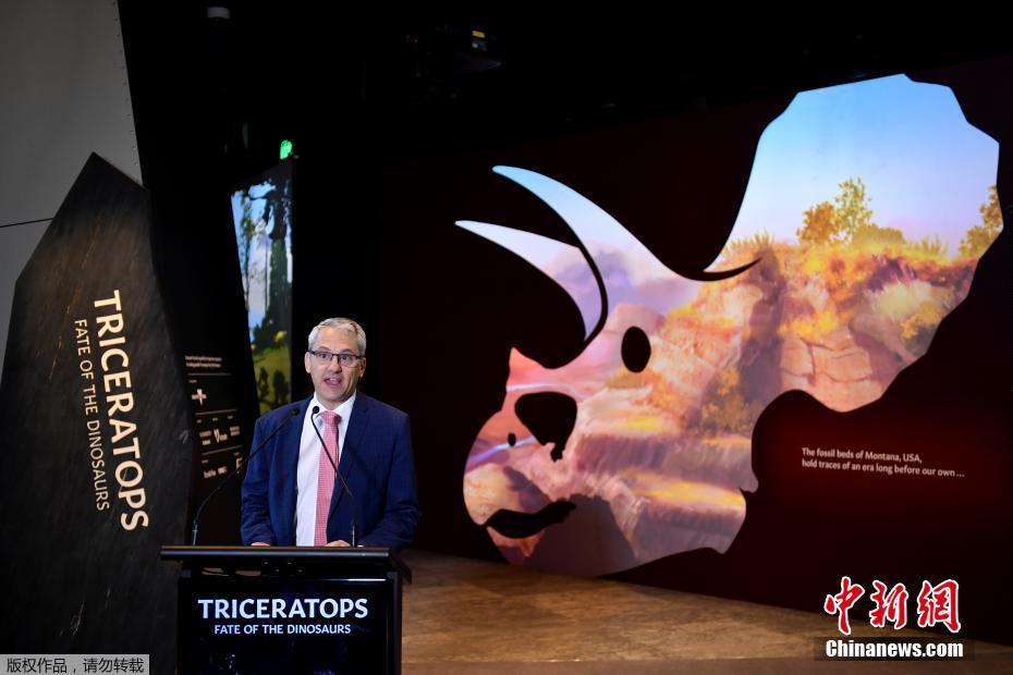Galeria: fóssil de Triceratops mais completo do mundo é exibido em Melbourne