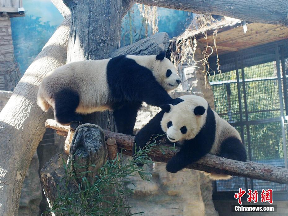Galeria: pandas gigantes brincam em Zoológico de Beijing