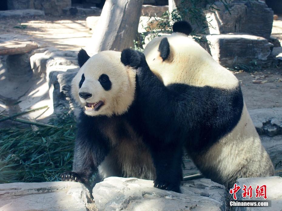 Galeria: pandas gigantes brincam em Zoológico de Beijing