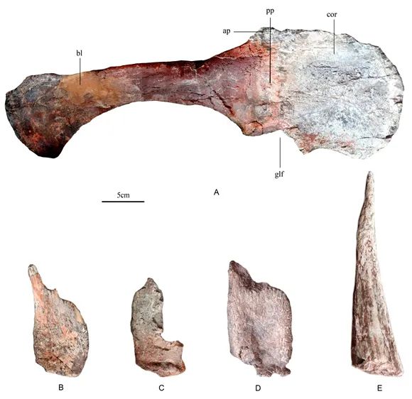 Descoberto fóssil de nova espécie de estegossauro de 169 milhões de anos na China

