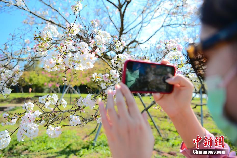 China: pessoas desfrutam da primavera