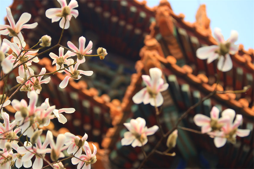Magnólia denudata em plena floração fora da Cidade Proibida em Beijing
