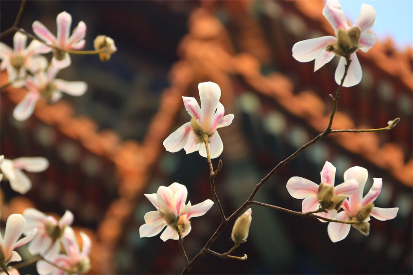 Magnólia denudata em plena floração fora da Cidade Proibida em Beijing