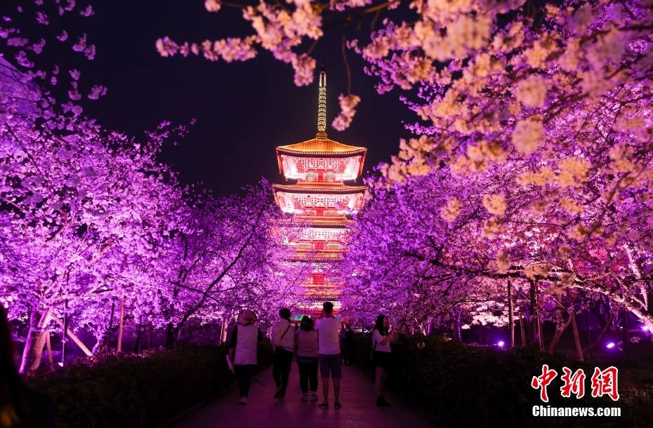Galeria: flores de cerejeira iluminadas em Wuhan