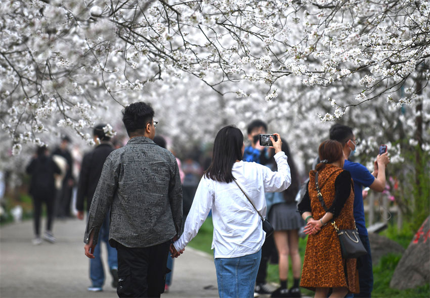 Galeria: Parque de Cerejeiras do Lago Leste, Wuhan