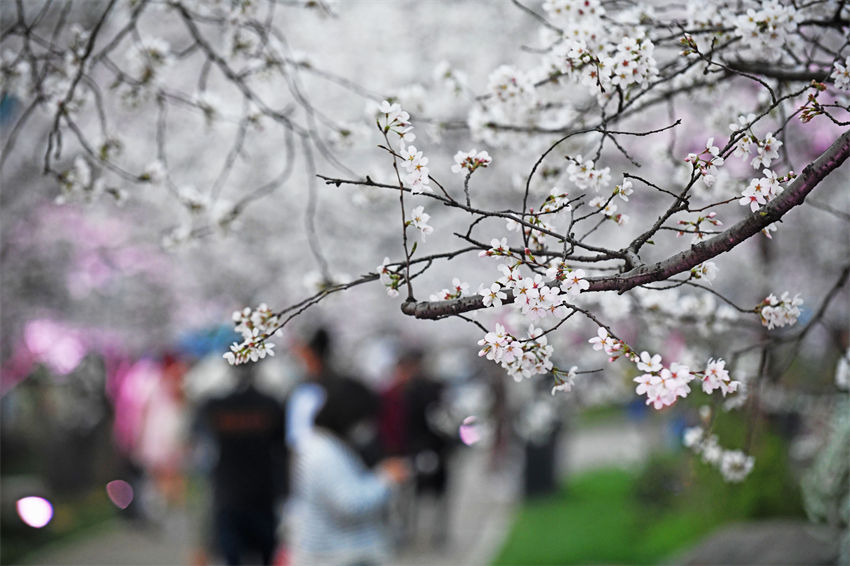 Galeria: Parque de Cerejeiras do Lago Leste, Wuhan