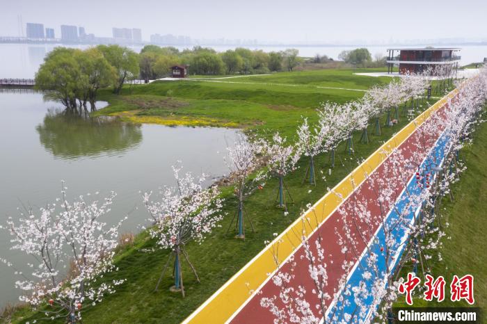 Galeria: leste da China está repleto de flores de cerejeira