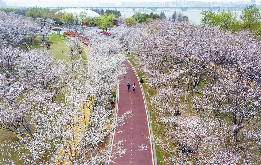 Galeria: flores desabrocham no equinócio de primavera