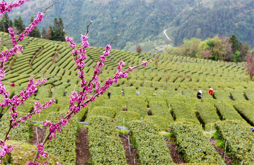 Hubei: agricultores de chá recebam temporada de colheita