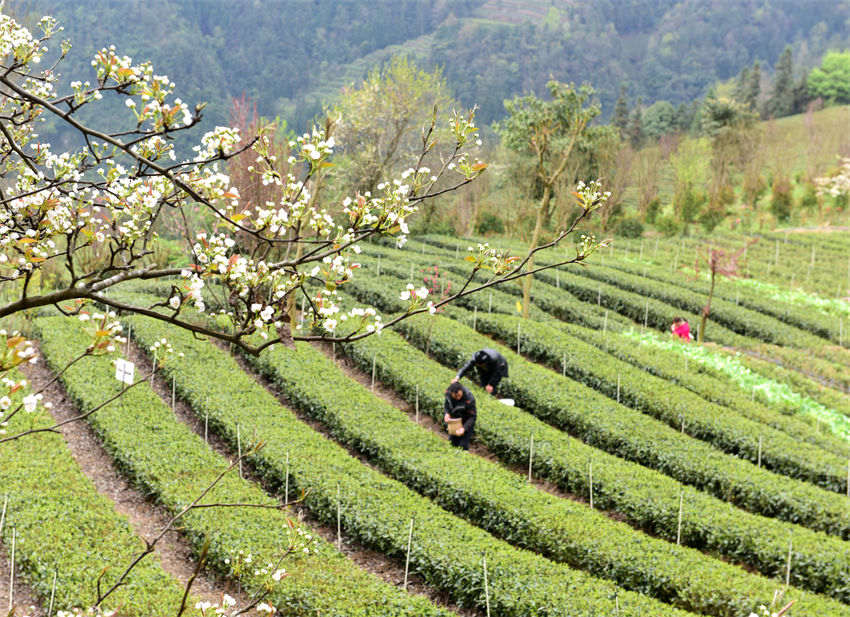 Hubei: agricultores de chá recebam temporada de colheita
