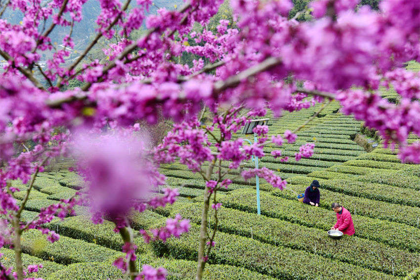 Hubei: agricultores de chá recebam temporada de colheita