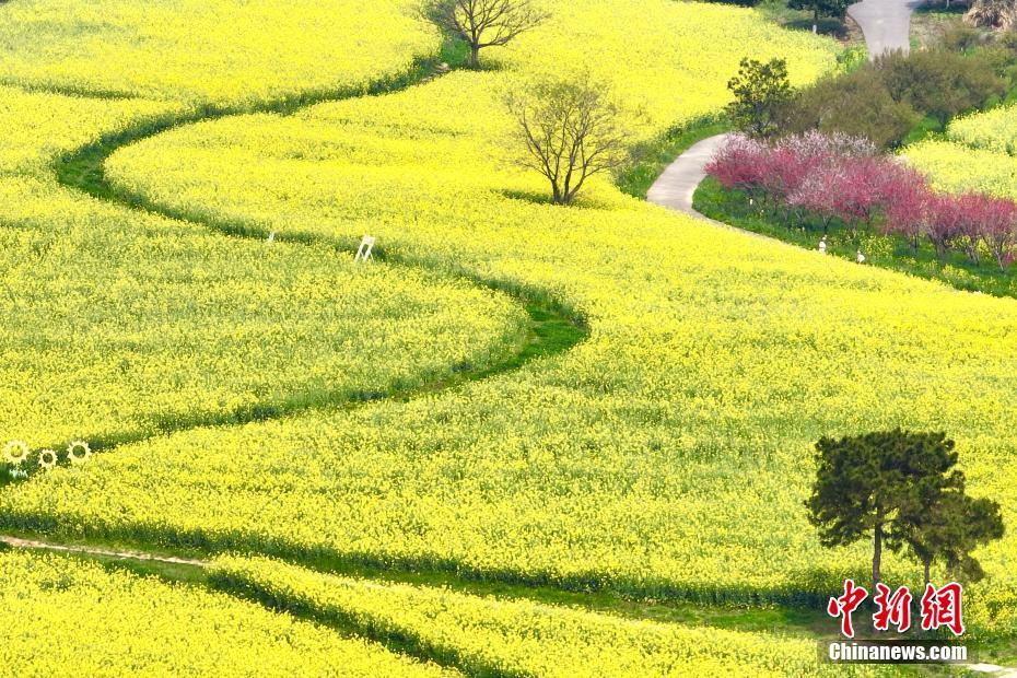 Galeria: flores pitorescas desabrocham em Nanjing