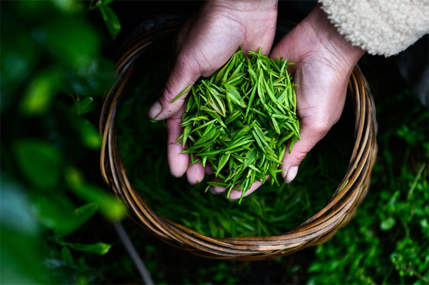 Colheita de chá está em andamento em toda a China