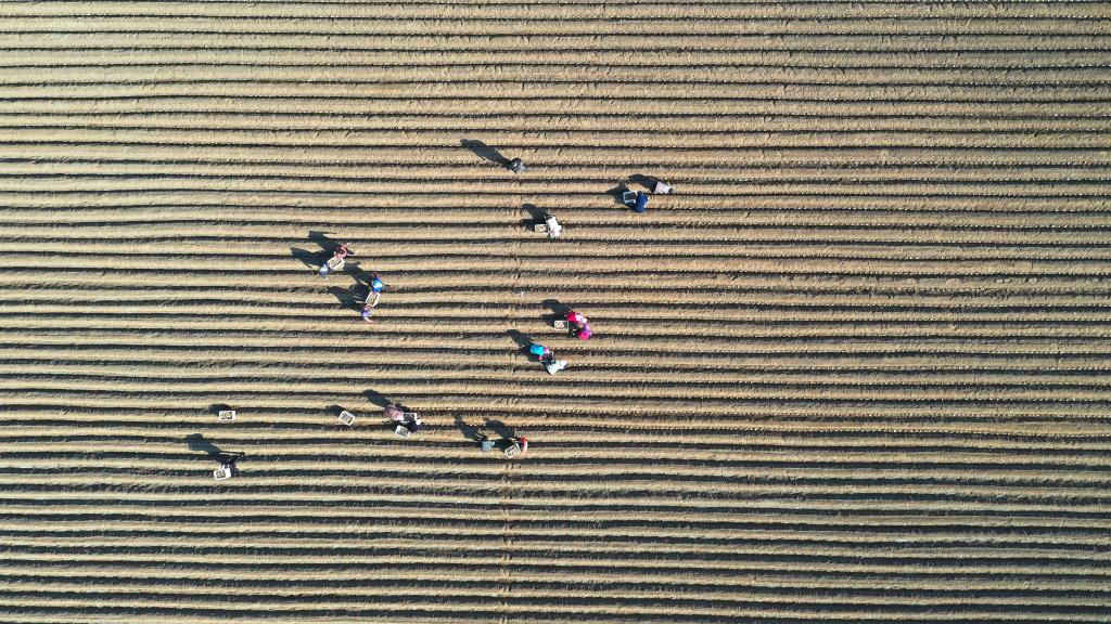 Atividades agrícolas em pleno andamento ao redor da China