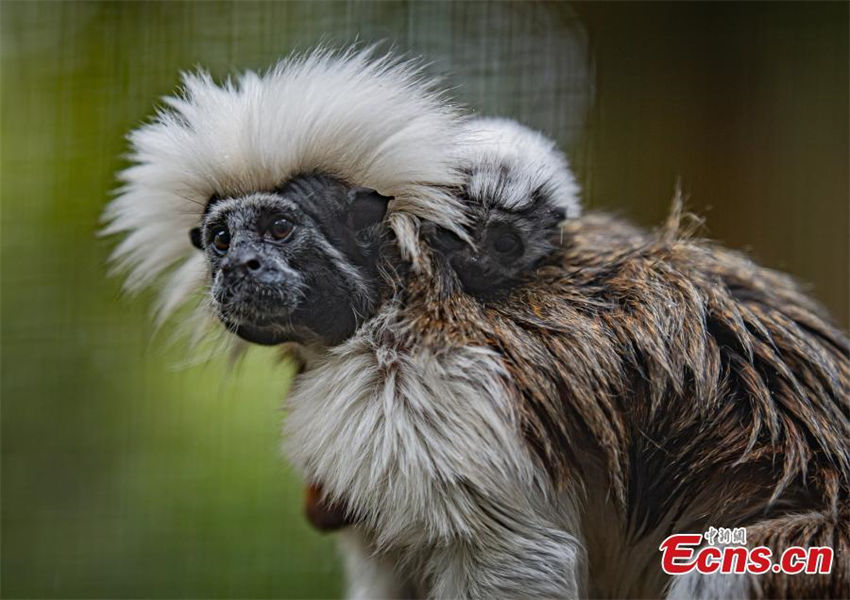 Macaco de tamarin nasce em jardim zoológico do Reino Unido 