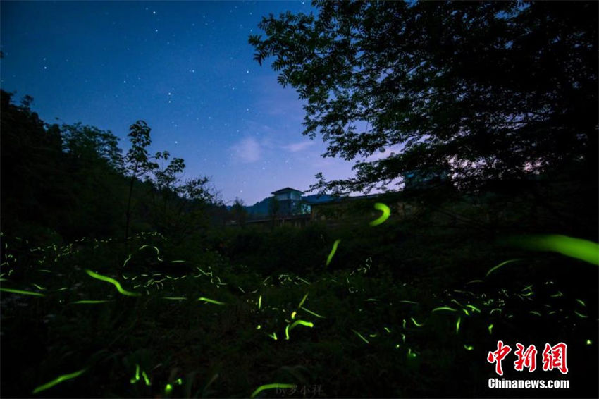 Chengdu: vaga-lumes agitam floresta como estrelas na montanha Tiantai 