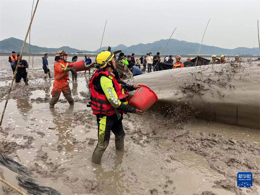 Zhejiang: baleia encalhada é resgatada com sucesso