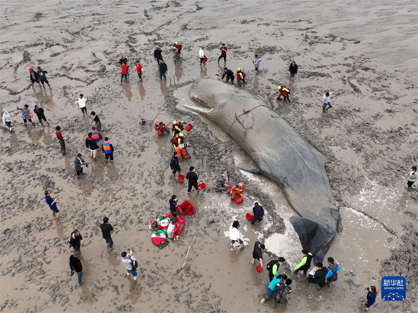 Zhejiang: baleia encalhada é resgatada com sucesso