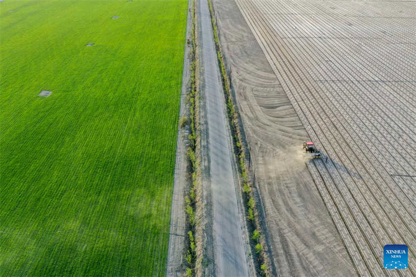 Cultivo de algodão está em pleno andamento em Xinjiang