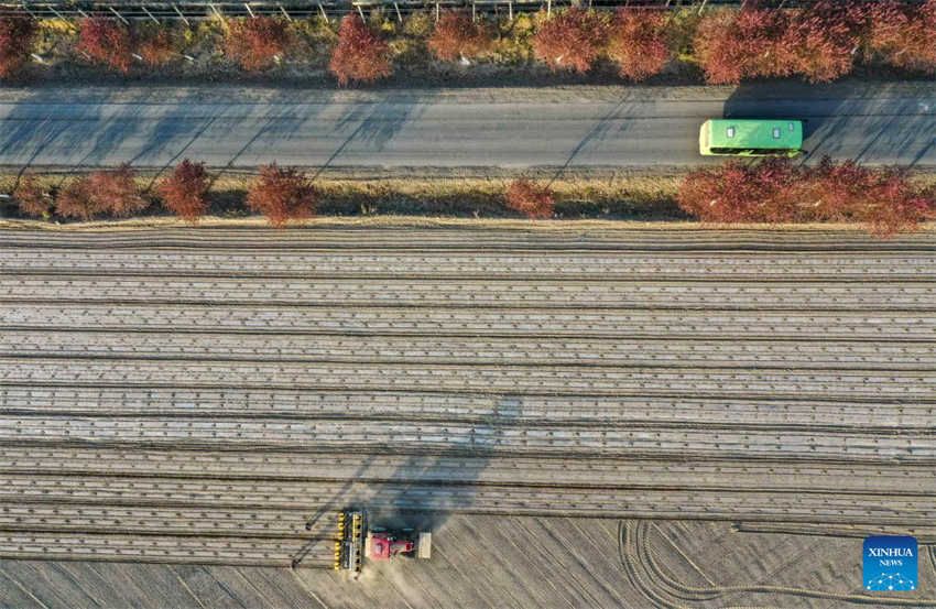 Cultivo de algodão está em pleno andamento em Xinjiang