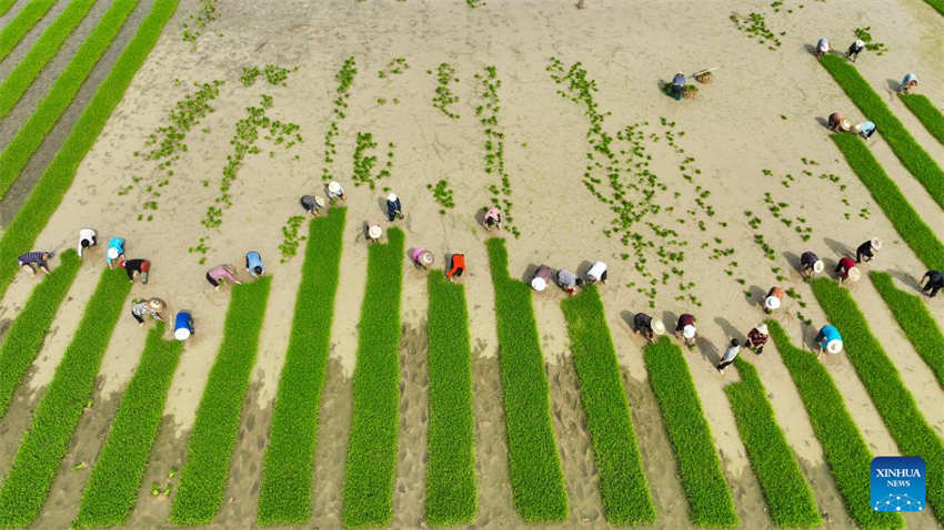Galeria: camponeses ocupados com agricultura de primavera em toda a China