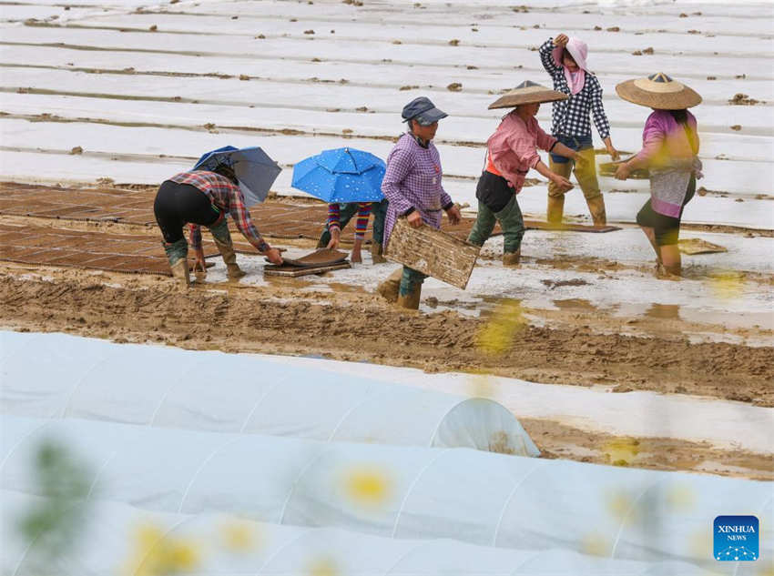Galeria: camponeses ocupados com agricultura de primavera em toda a China