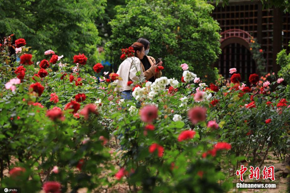 China: flores de verão florescem em todo o país
