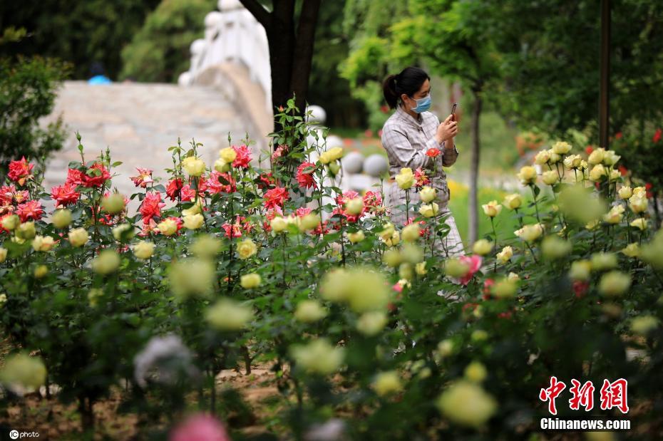 China: flores de verão florescem em todo o país