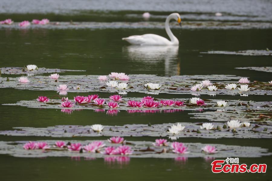 Galeria: lírios de água florescem em Nanjing