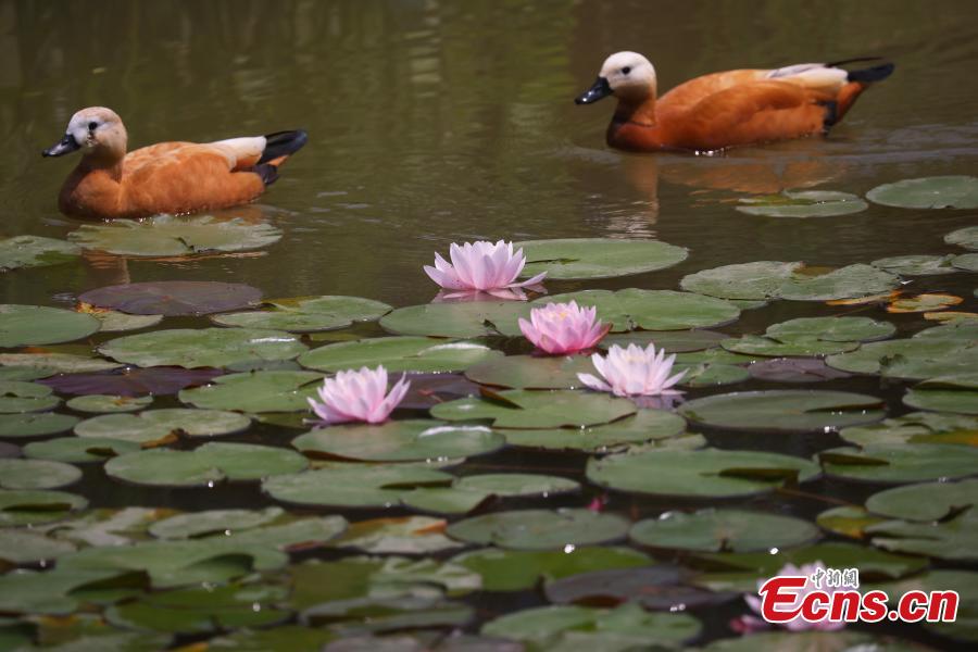 Galeria: lírios de água florescem em Nanjing