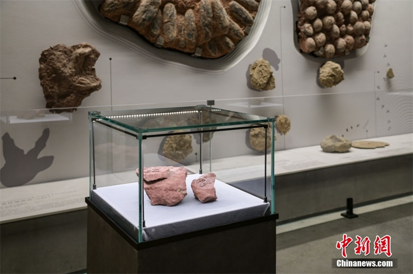 China descobre fóssil de embrião de hadrosauridae, o mais completo já registrado