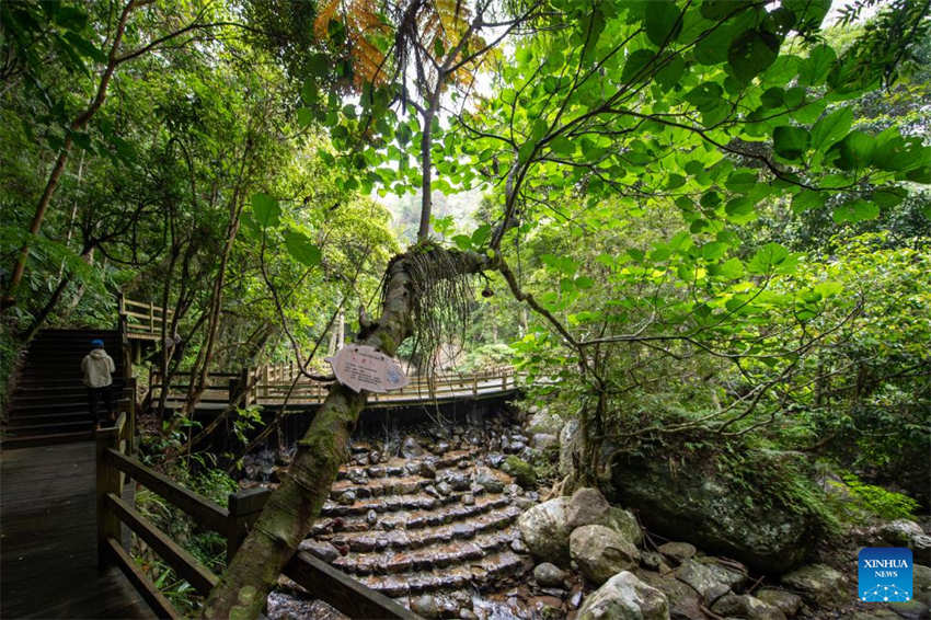 Galeria: Wuzhishan, Parque Nacional da Floresta Tropical de Hainan