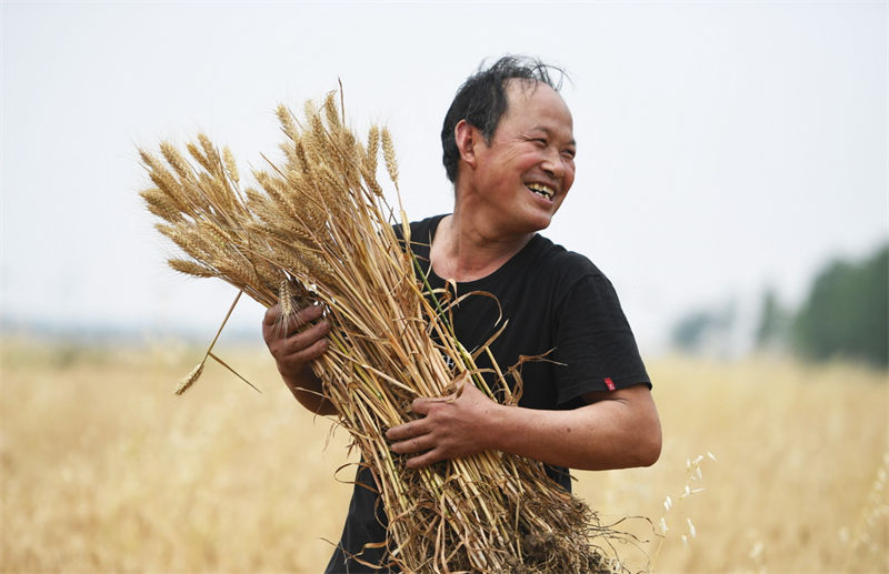 Henan: agricultores de trigo iniciam temporada de colheita