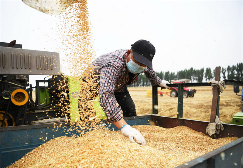Henan: agricultores de trigo iniciam temporada de colheita