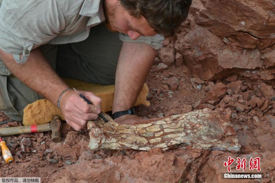 Foto divulgada na segunda-feira (23) mostra um paleontólogo trabalhando na escavação de ossos e fósseis que pertenciam a uma espécie recém-descoberta de pterossauros, Thanatosdrakon Amaru, em Aguada del Padrillo, Mendoza, Argentina.
