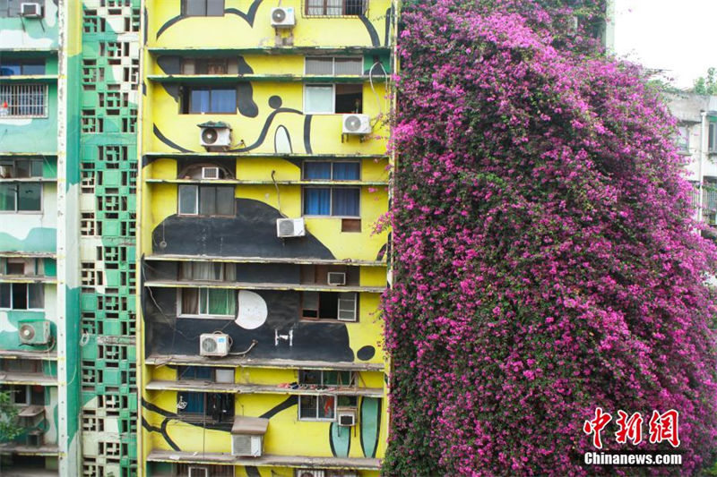 Galeria: "cachoeira de flores" de 30 metros de altura aparece ao lado de edifício residencial 
