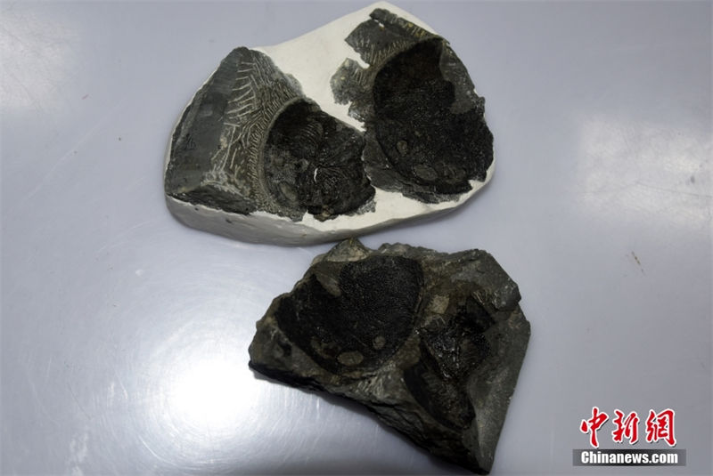 Fósseis chineses revelam origem da orelha média humana