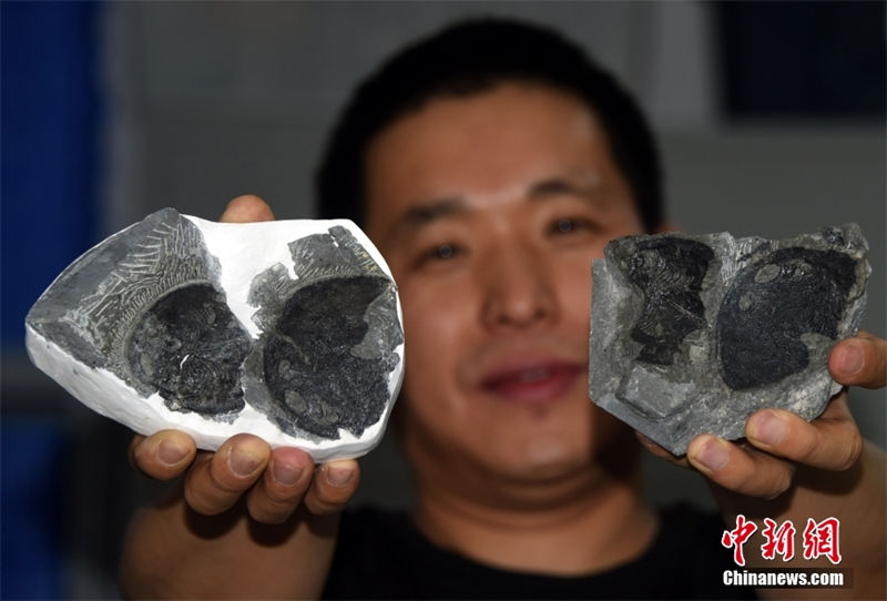 Fósseis chineses revelam origem da orelha média humana
