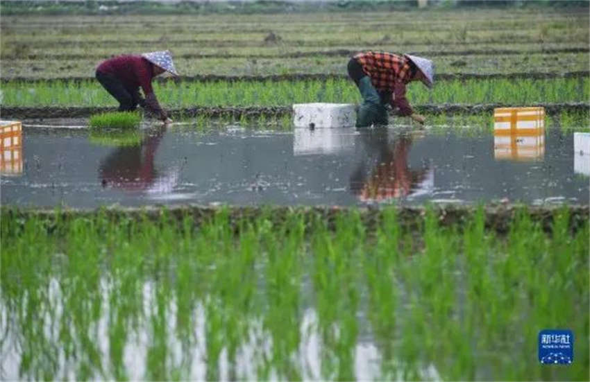 China dá as boas-vindas a época mais movimentada do ano para os agricultores