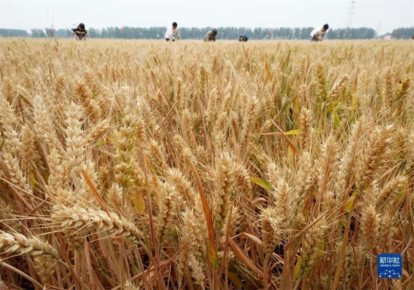 China dá as boas-vindas a época mais movimentada do ano para os agricultores