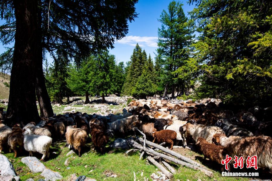 Galeria: pasto Barkol em Xinjiang