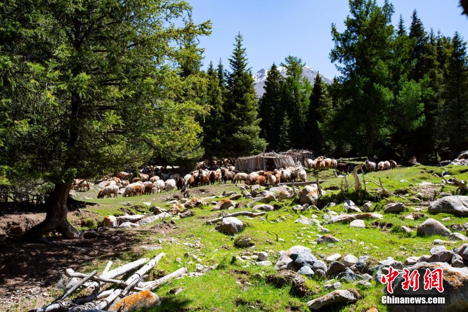 Galeria: pasto Barkol em Xinjiang