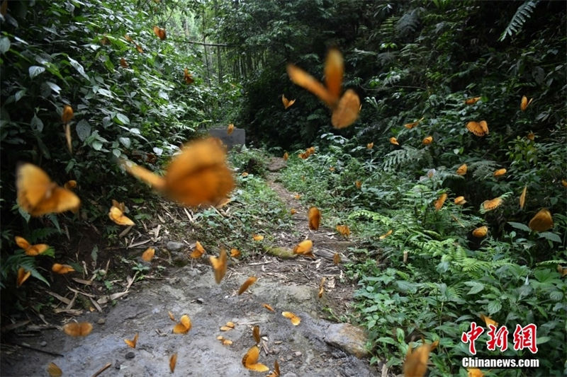 Galeria: 150 milhões de borboletas criam espetáculo natural no sudoeste da China
