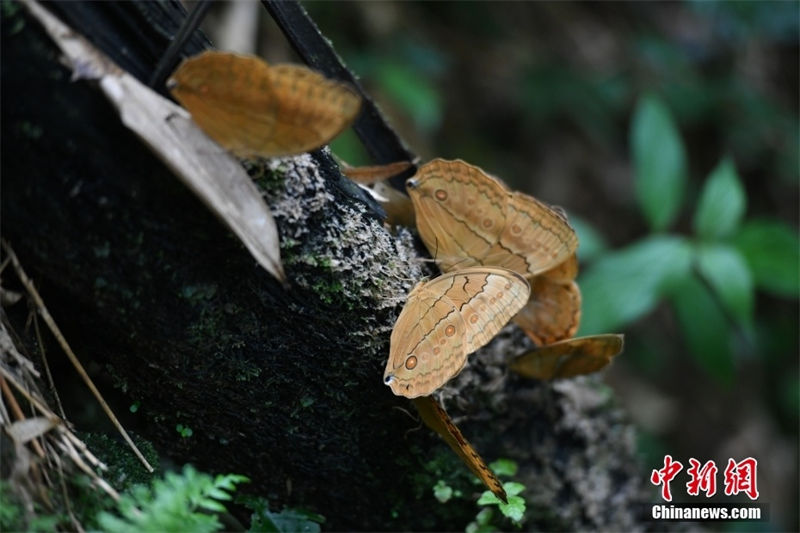 Galeria: 150 milhões de borboletas criam espetáculo natural no sudoeste da China