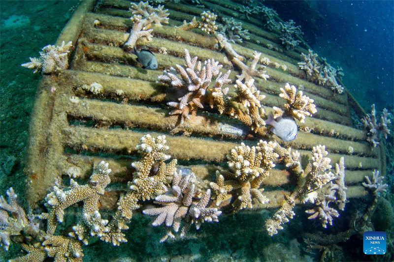 Hainan planta corais para proteger ecossistema subaquático